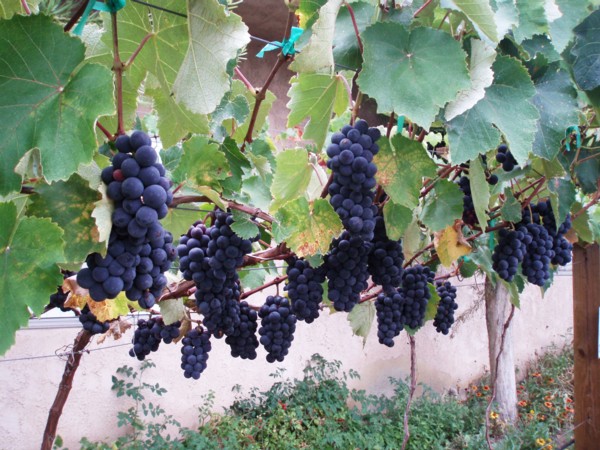 Suzana's grape crop